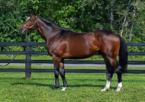 Lookin at Lee - Kentucky Derby Runner-Up Standing for $2,500